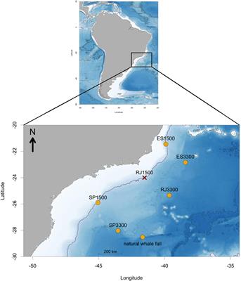 Whale falls as chemosynthetic refugia: a perspective from free-living deep-sea nematodes